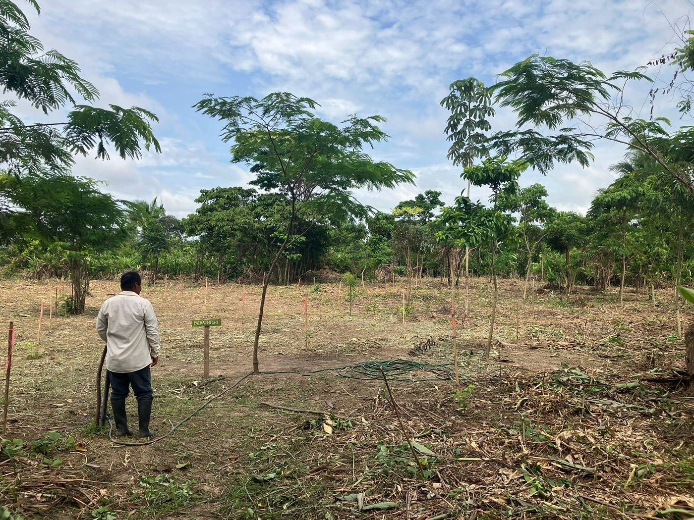 Chacra 1, an agroforestry plot with young trees, photographed in 2025.