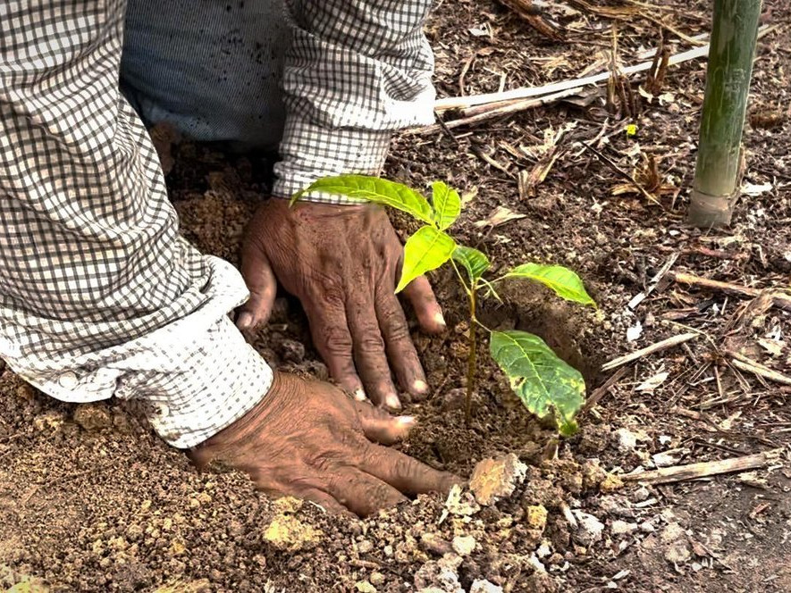Hands tending a young plant in the field.
